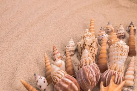 Beautiful beige seashells on the sand, background for travel advertising Stock Photos