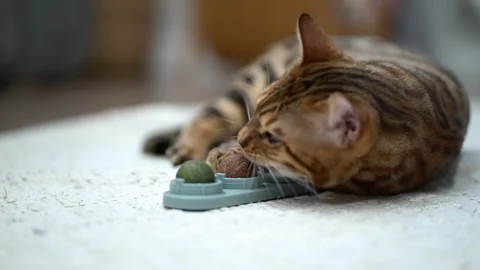 A beautiful Bengal cat leans down to eat kibble from a puzzle feeder toy Video stock 342192394