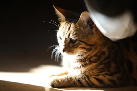 Beautiful bengal cat looking at camera High quality Stock Photos