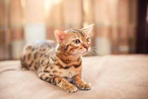 Beautiful bengal cat lying on a bed and looking sideways Stock Photos