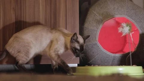 Beautiful bengal cat plays, sharpens claws, bites toy Stock Footage 150570383