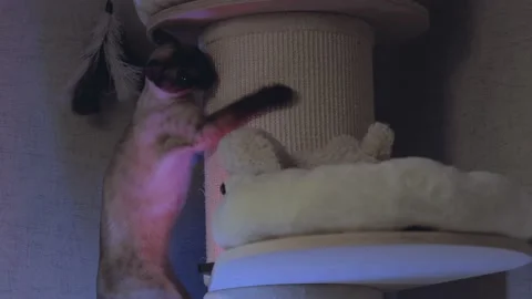 Beautiful bengal cat plays, sharpens claws, bites toy Stock Footage 150570656