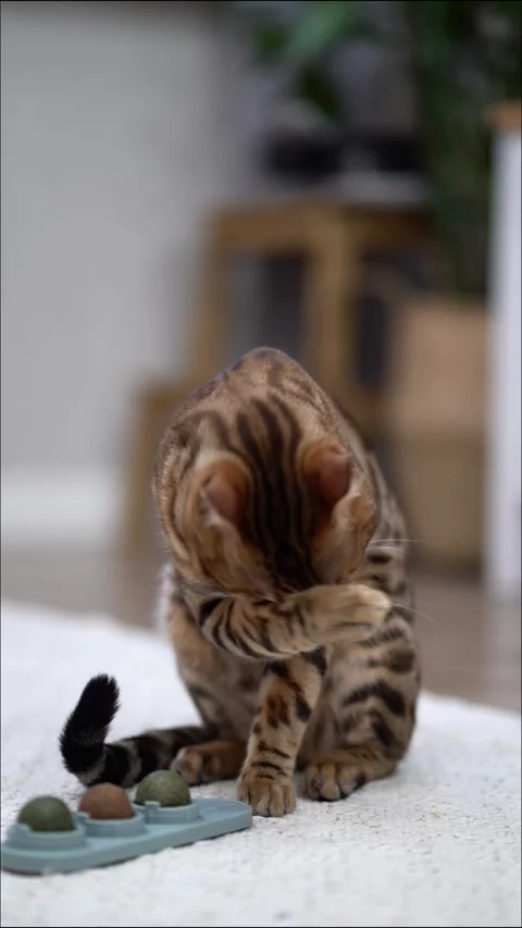A beautiful Bengal cat sits on a soft rug and meticulously grooms itself Video stock 340042290