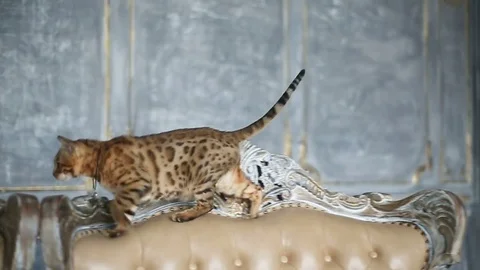 Beautiful Bengal Cat On The Sofa Stock Footage 75071255