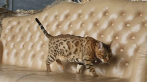 Beautiful Bengal Cat On The Sofa Video stock 75071284