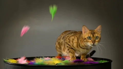 Beautiful Bengal Cat In The Studio Stock Footage 75436349