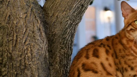 Beautiful Bengal Cat On The Tree Video stock 75238548
