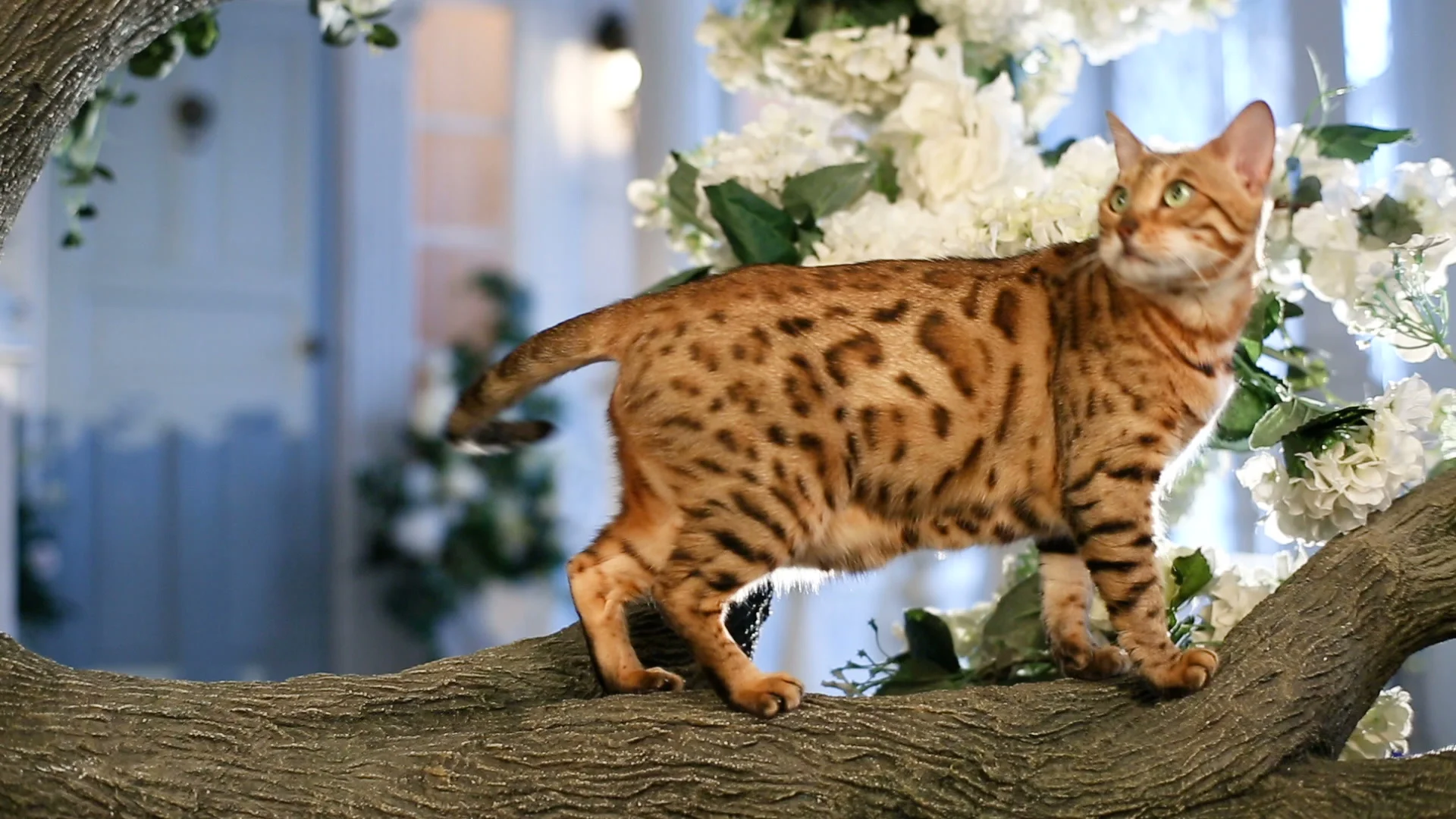 bengal cat tree