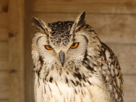 A beautiful Bengal Eagle Owl Bubo Bengalensis sitting on his perch Stock Photos