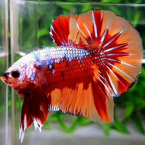 Beautiful betta fish Stock Footage 211894753