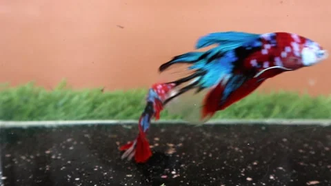 The Beautiful Betta Fish footage. Elegant Siamese Fighting Fish Stock Footage 219773789