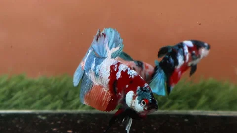 The Beautiful Betta Fish footage. Elegant Siamese Fighting Fish Stock Footage 219773919