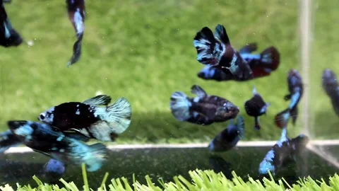 The Beautiful Betta Fish footage. Elegant Siamese Fighting Fish Stock Footage 219774167
