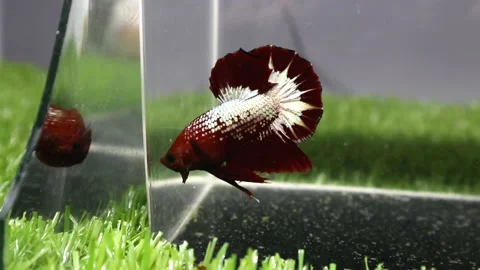 The Beautiful Betta Fish footage. Elegant Siamese Fighting Fish Stock Footage 219774787