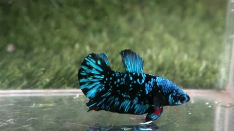The Beautiful Betta Fish footage. Elegant Siamese Fighting Fish Stock Footage 219782474