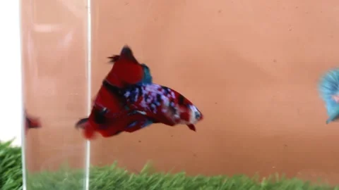 The Beautiful Betta Fish footage. Elegant Siamese Fighting Fish Stock Footage 219785383