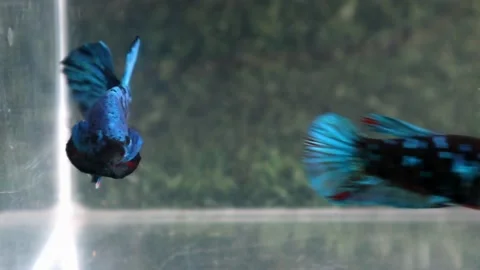 The Beautiful Betta Fish footage. Elegant Siamese Fighting Fish Stock Footage 219785485