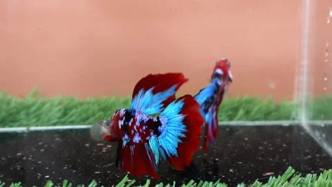 The Beautiful Betta Fish footage. Elegant Siamese Fighting Fish Stock Footage 220167853