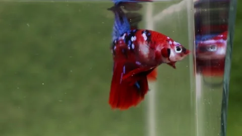 The Beautiful Betta Fish footage. Elegant Siamese Fighting Fish Stock Footage 220168150