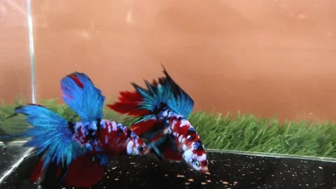The Beautiful Betta Fish footage. Elegant Siamese Fighting Fish Stock Footage 220168171