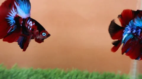 The Beautiful Betta Fish footage. Elegant Siamese Fighting Fish Stock Footage 220168197