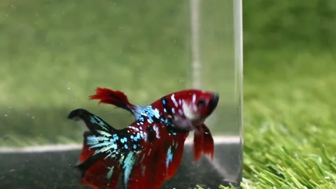 The Beautiful Betta Fish footage. Elegant Siamese Fighting Fish Stock Footage 220168381
