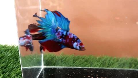 The Beautiful Betta Fish footage. Elegant Siamese Fighting Fish Stock Footage 220168552