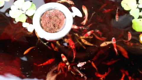 The Beautiful Betta Fish footage. Elegant Siamese Fighting Fish Stock Footage 220169074