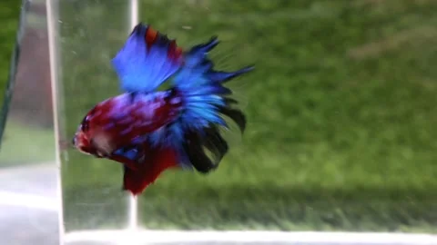 The Beautiful Betta Fish footage. Elegant Siamese Fighting Fish Stock Footage 220169083