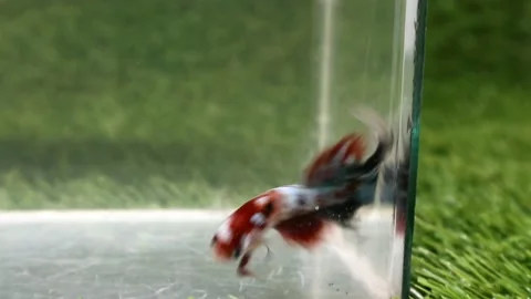 The Beautiful Betta Fish footage. Elegant Siamese Fighting Fish Stock Footage 220169113