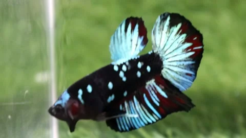 The Beautiful Betta Fish footage. Elegant Siamese Fighting Fish Stock Footage 220169423