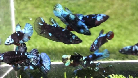 The Beautiful Betta Fish footage. Elegant Siamese Fighting Fish Stock Footage 220169719