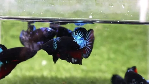 The Beautiful Betta Fish footage. Elegant Siamese Fighting Fish Stock Footage 220169758