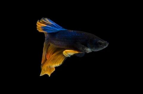 Beautiful Betta fish, Siamese fighting fish or Betta splendens (Blue yellow c Stock Photos