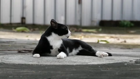 Beautiful bicolor cat. Stock Footage 144064498