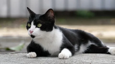 Beautiful bicolor cat. Stock Footage 144064542