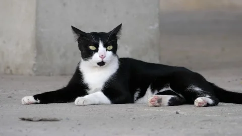 Beautiful bicolor cat. Stock Footage 144064572