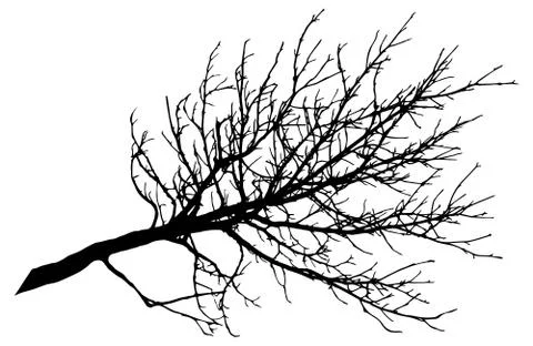 Beautiful big bare branch of tree, silhouette. Vector illustration. Stock Illustration