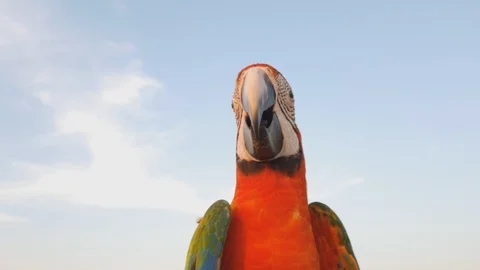 Beautiful big Bird on the tree sky background, Stock-Footage 100542826