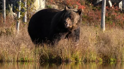 Beautiful big brown bear walking around lake with autumn colors. Dangerous anima Stock Footage 163961397