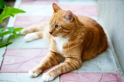 Beautiful big cat Stock Photos