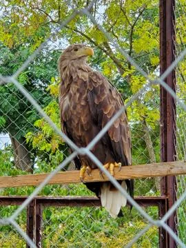 Beautiful big eagle close-up sitting in a cage Stock Photos