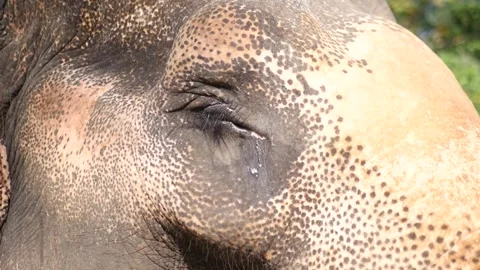Beautiful big elephant close-up. Stock Footage 152718522