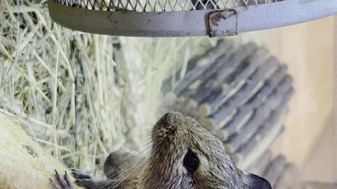 A beautiful big gray mouse sits in a cage. Rodent animal concept. Vertical video Stock-Footage 250127213