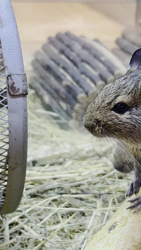 A beautiful big gray mouse sits in a cage. Rodent animal concept. Vertical video Stock-Footage 250387313