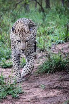 Beautiful big leopard walking Stock Photos