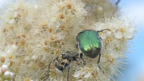 Beautiful big metallic green bug and another smaller seating at creamy blossom.  Stock Footage 255731397