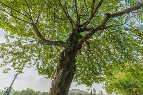 Beautiful big old tree by the river Thames path Stock Photos