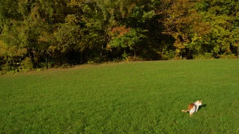 Beautiful big red and white cat sits in green grass Stock Footage 166399338