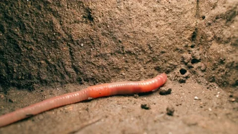 Beautiful big red earthworm close-up trying to dig himself a tunnel Stock Footage 201426247